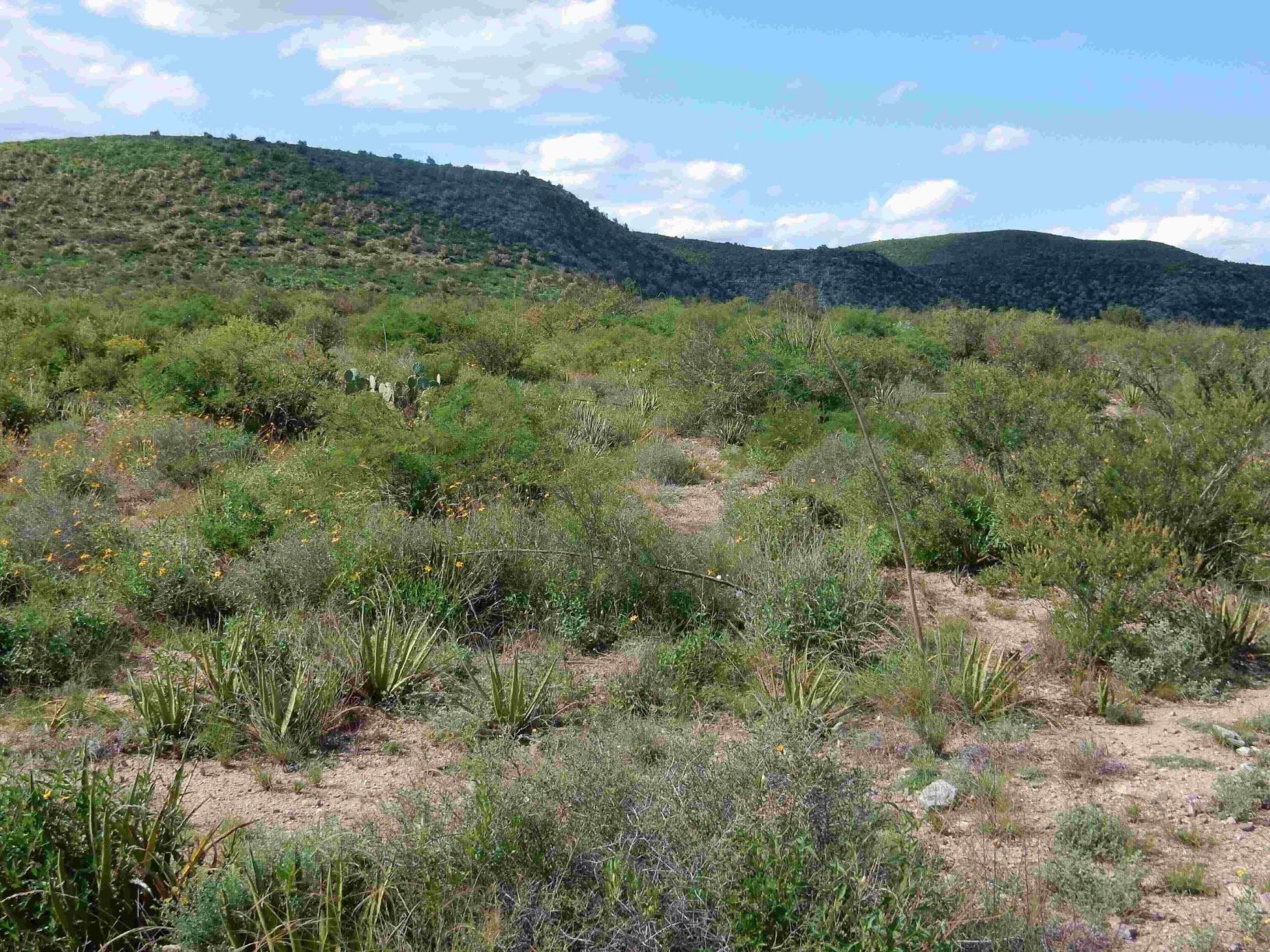 Ranches for Sale in Mexico DSCN3286 Ranches for Sale in Mexico